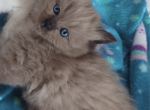 Seal sepia male ragdoll - Ragdoll Cat For Sale - Minerva&comma; OH&comma; US