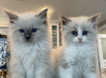 Pretty Ragdolls - Ragdoll Cat For Sale - 