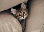 Dasha - Siberian Cat For Sale - San Diego&comma; CA&comma; US