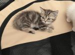 Scottish Straight Munckin Mach - Munchkin Cat For Sale - Houston&comma; TX&comma; US