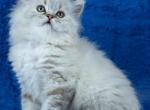 Teo - Scottish Straight Cat For Sale - Pembroke Pines&comma; FL&comma; US