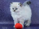 Ursula - Scottish Straight Cat For Sale - Pembroke Pines&comma; FL&comma; US