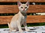 Welisa - Burmese Cat For Sale - Miami&comma; FL&comma; US