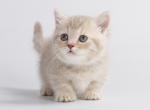 Inej - Munchkin Cat For Sale - Hollywood&comma; FL&comma; US