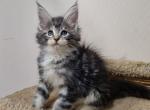 2Porshe - Maine Coon Cat For Sale - Miami&comma; FL&comma; US