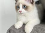 Sweetie - Ragdoll Cat For Sale - NC&comma; US