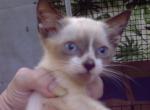 Miniature Snowshoe - Snowshoe Cat For Sale - Walterboro&comma; SC&comma; US