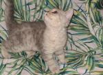 Cookie selkirk rex - Selkirk Rex Cat For Sale - Iva&comma; SC&comma; US