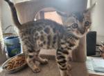 Majestic Summer Bengal Kittens - Bengal Cat For Sale - VA&comma; US