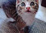 kitten2 - Domestic Cat For Adoption - Crooked Creek&comma; PA&comma; US
