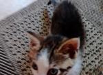 Kitten3 - Domestic Cat For Adoption - Crooked Creek&comma; PA&comma; US