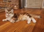 Angle - Siberian Cat For Sale - Chelsea&comma; MA&comma; US