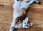 Tiger - Siberian Cat For Sale - Chelsea&comma; MA&comma; US