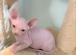 Kisulja - Sphynx Kitten For Sale - Largo&comma; FL&comma; US