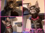 New litter available soon - Maine Coon Cat For Sale - Hyde Park&comma; NY&comma; US