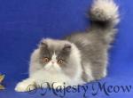 Lulu - Persian Cat For Sale - Yucca Valley&comma; CA&comma; US