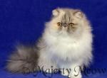 Ariel - Persian Cat For Sale - Yucca Valley&comma; CA&comma; US