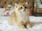 Bonya - Scottish Straight Cat For Sale - Pembroke Pines&comma; FL&comma; US