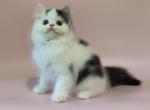 Nancy - Scottish Straight Cat For Sale - Pembroke Pines&comma; FL&comma; US