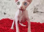 Varvara - Sphynx Cat For Sale - Pembroke Pines&comma; FL&comma; US