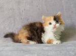 Tata Selkirk Rex - Devon Rex Cat For Sale - Miami&comma; FL&comma; US