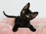 Connor Bombey - Burmese Cat For Sale - Miami&comma; FL&comma; US