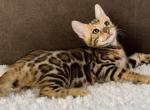 Dolce - Bengal Cat For Sale - Miami&comma; FL&comma; US