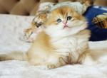 Barni - Scottish Fold Cat For Sale - Hollywood&comma; FL&comma; US