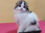 Lunabelle - Scottish Fold Cat For Sale - Hollywood&comma; FL&comma; US