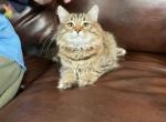 Luna - Siberian Cat For Sale - Somerset&comma; NJ&comma; US