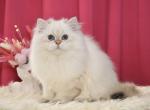 Egor - British Shorthair Cat For Sale - Pembroke Pines&comma; FL&comma; US
