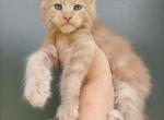 Oliver - Maine Coon Cat For Sale - Hollywood&comma; FL&comma; US