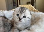 Adorable Scottish Fold - Scottish Fold Cat For Sale - Los Angeles&comma; CA&comma; US