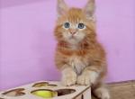 Carrot - Maine Coon Cat For Sale - Hollywood&comma; FL&comma; US