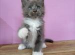 Tom - Maine Coon Cat For Sale - Hollywood&comma; FL&comma; US