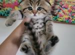 Sinbad - Scottish Fold Cat For Sale - Levittown&comma; PA&comma; US