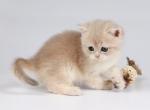 Bayun - Scottish Straight Cat For Sale - Pembroke Pines&comma; FL&comma; US