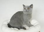 Pixie - British Shorthair Cat For Sale - Philadelphia&comma; PA&comma; US