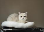 Sugar - British Shorthair Cat For Sale - Philadelphia&comma; PA&comma; US