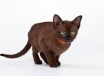 Lija - Burmese Cat For Sale - Miami&comma; FL&comma; US