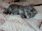 Blue smoke tortie girls - Persian Cat For Sale - Muscle Shoals&comma; AL&comma; US