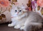 Hiwrya - British Shorthair Cat For Sale - Hollywood&comma; FL&comma; US