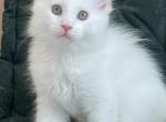 Uwi Maine Coon - Maine Coon Cat For Sale - Hollywood&comma; FL&comma; US