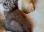 Princess Cocoa - Exotic Cat For Sale - Muscle Shoals&comma; AL&comma; US