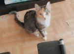 Kitana - Domestic Cat For Sale - Bronx&comma; NY&comma; US