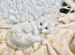 New babies are here - Ragdoll Cat For Sale - Fort Lauderdale&comma; FL&comma; US