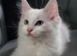 Blue lynx male pedigree ragdoll LILO - Ragdoll Cat For Sale - Fort Lauderdale&comma; FL&comma; US