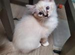 Seal Lynx mitted PEDIGRER ragdoll LEO - Ragdoll Cat For Sale - Fort Lauderdale&comma; FL&comma; US
