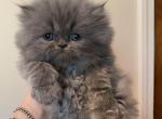 CFA Blue Male Persian  Kitten Red White Ribbon - Persian Cat For Sale - Conyers&comma; GA&comma; US