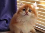 Holly - British Shorthair Cat For Sale - Pembroke Pines&comma; FL&comma; US